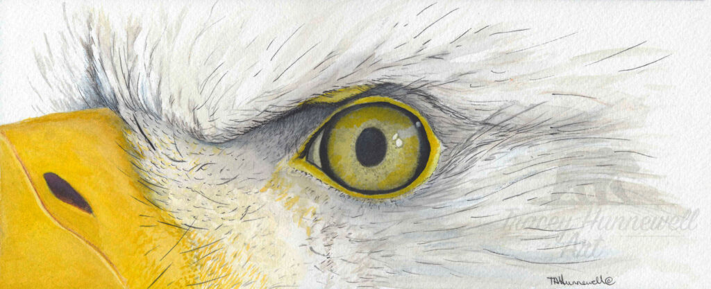 eagle eye