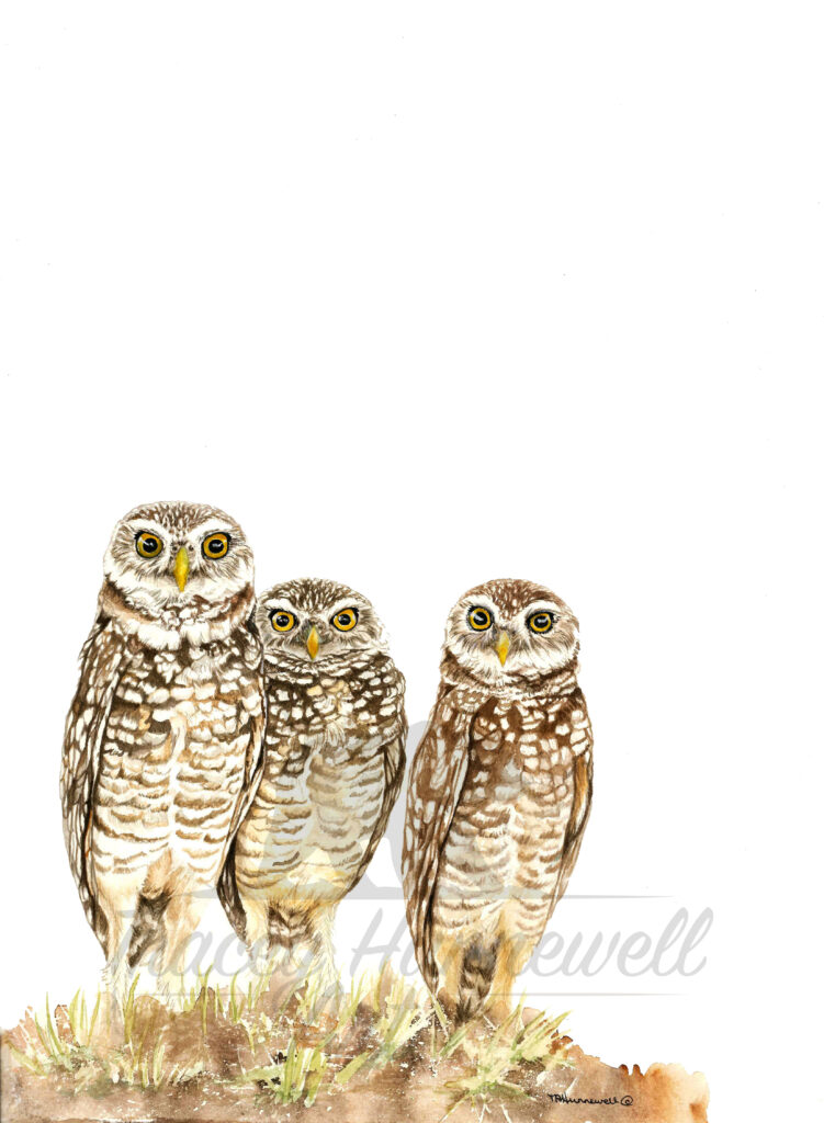 owls
