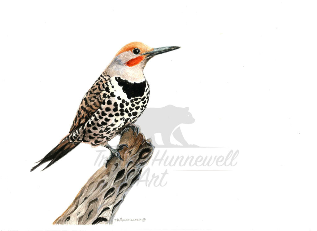 woodpecker