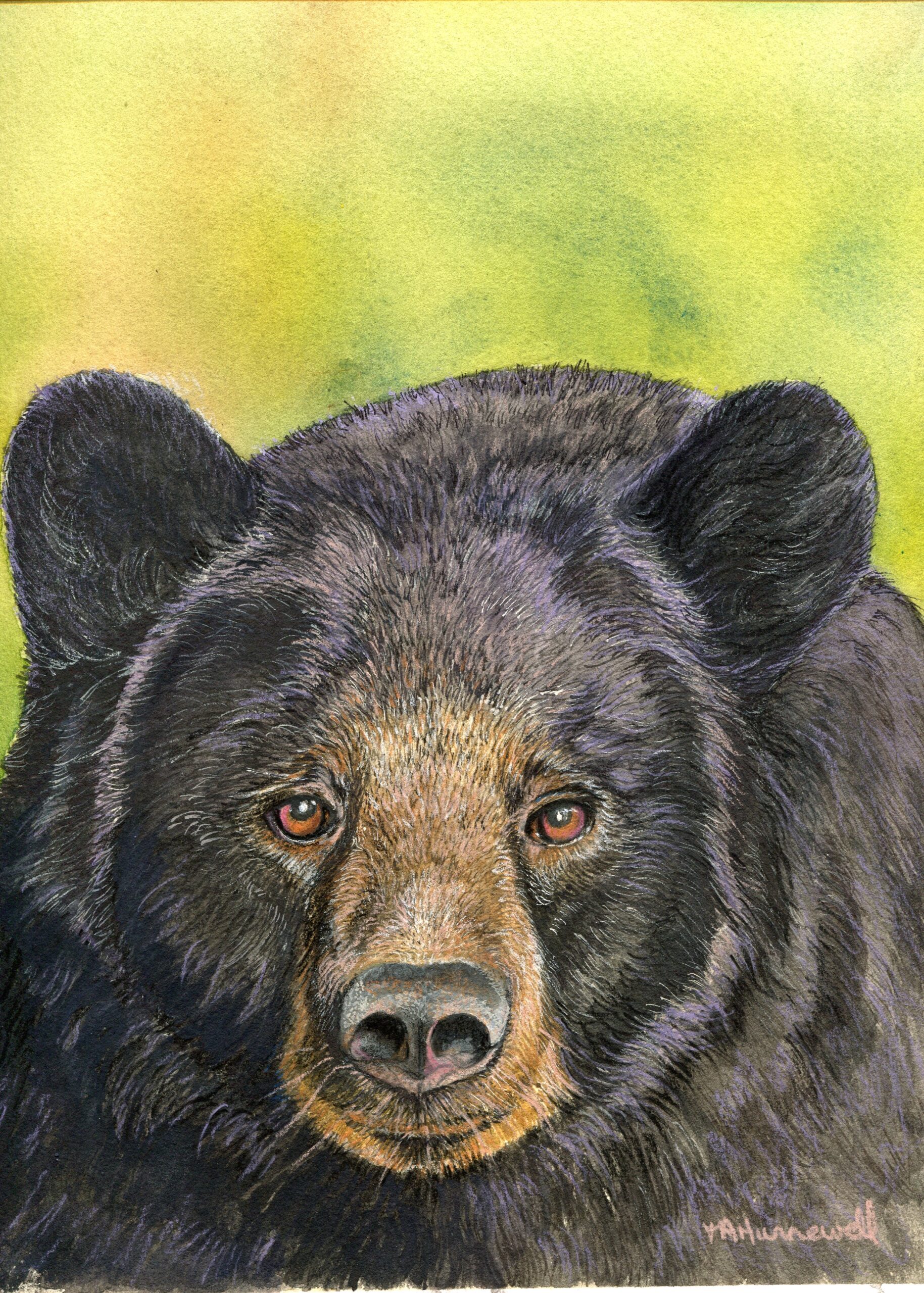 black bear20220922 13322008 0037
