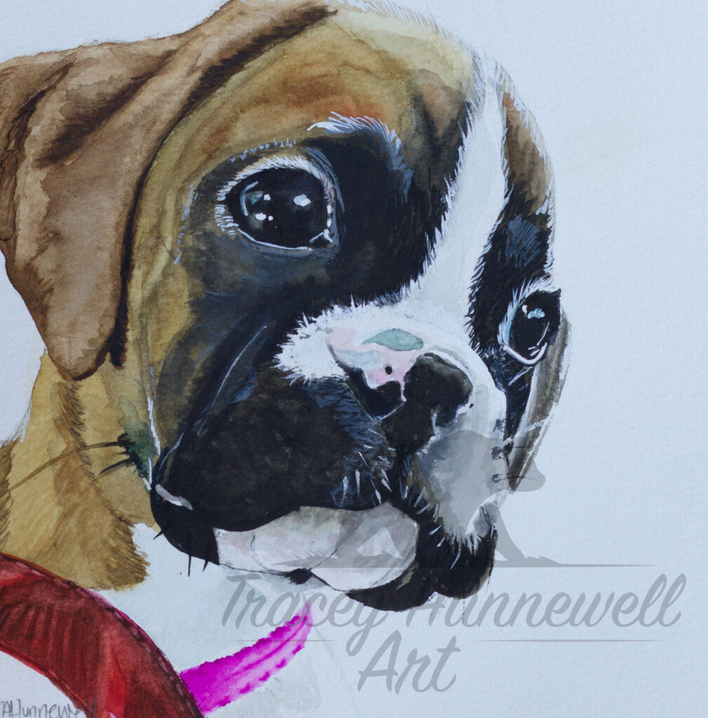 boxer puppy